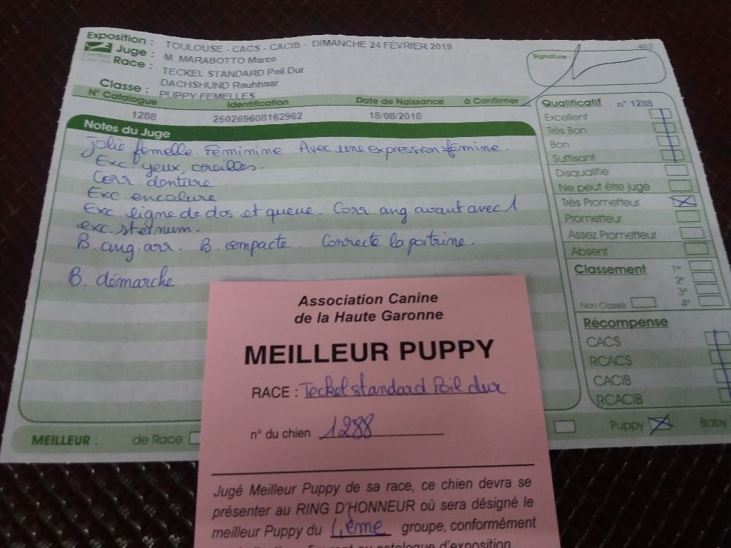 De La Lisque Del Caunil - Exposition Canine Internationale de TOULOUSE (31).