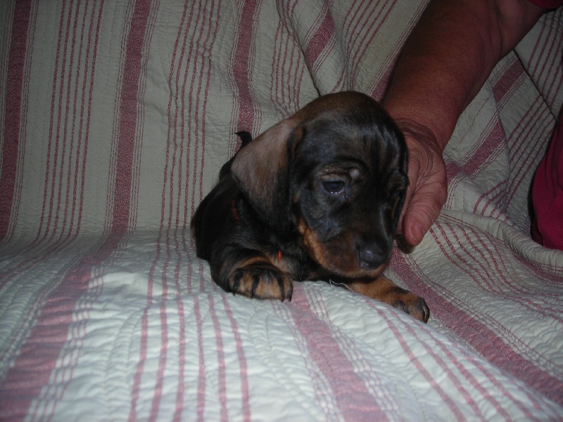 Les chiots