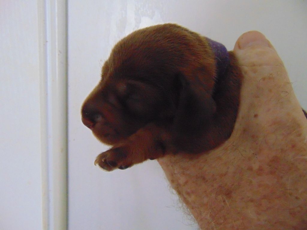 De La Lisque Del Caunil - Chiots disponibles - Teckel poil dur