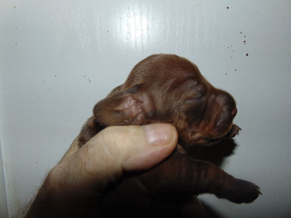 De La Lisque Del Caunil - Chiots disponibles - Teckel poil dur