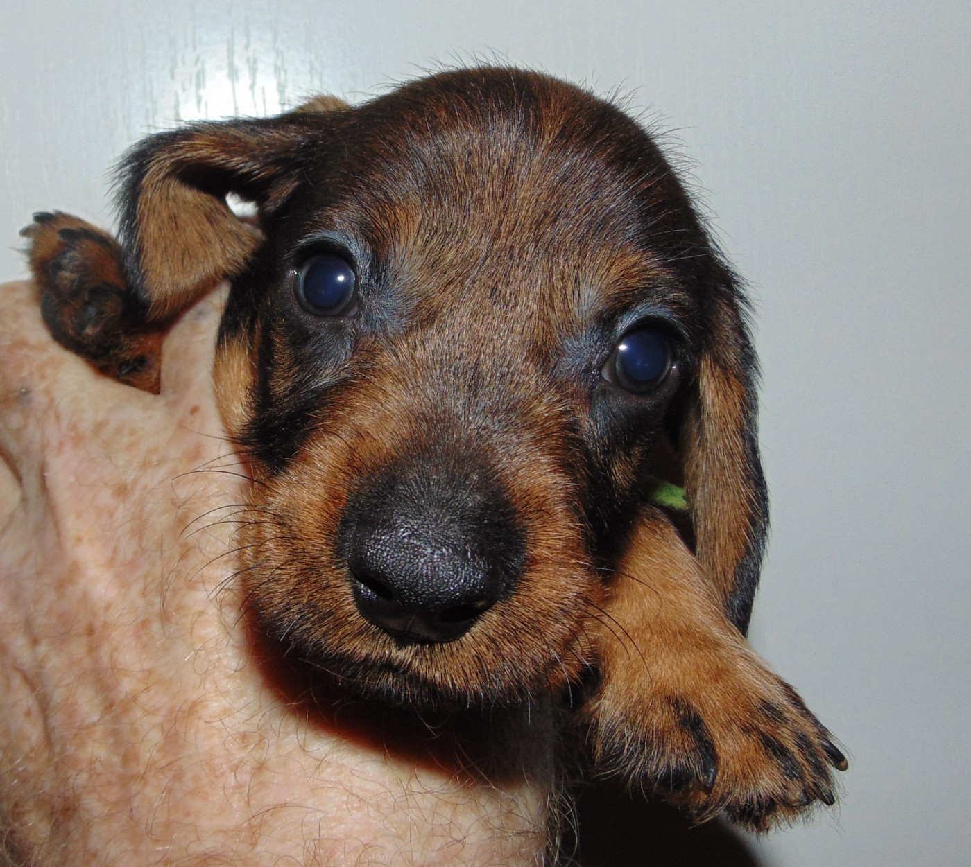 De La Lisque Del Caunil - Chiots disponibles - Teckel poil dur