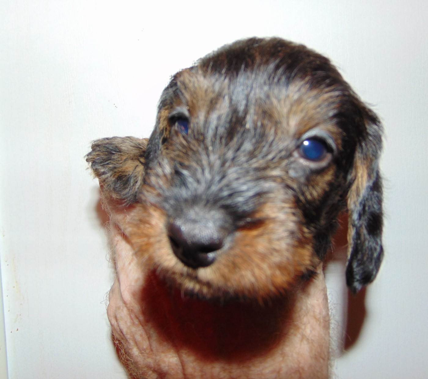 De La Lisque Del Caunil - Chiots disponibles - Teckel poil dur