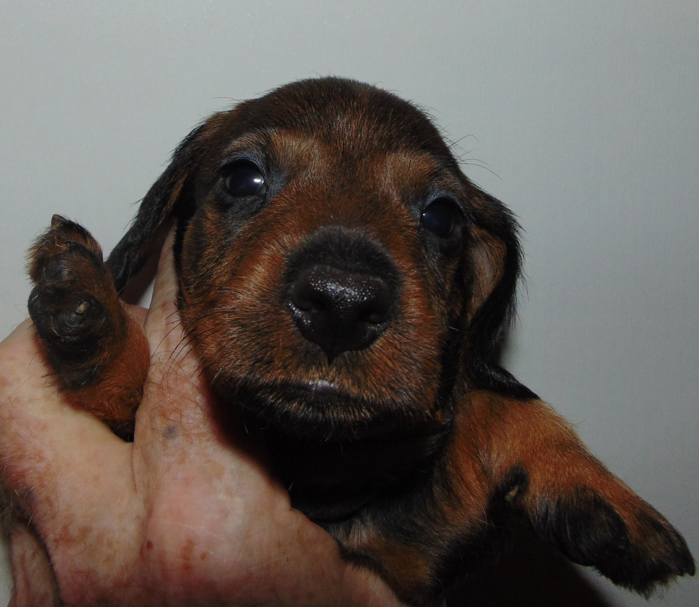 De La Lisque Del Caunil - Chiots disponibles - Teckel poil dur