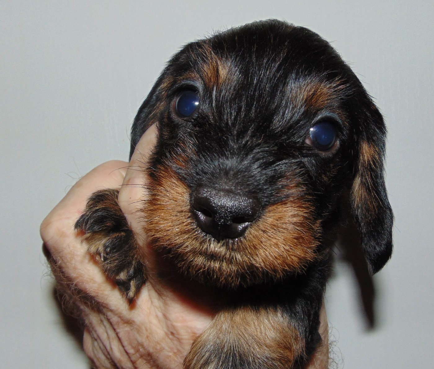 De La Lisque Del Caunil - Chiots disponibles - Teckel poil dur