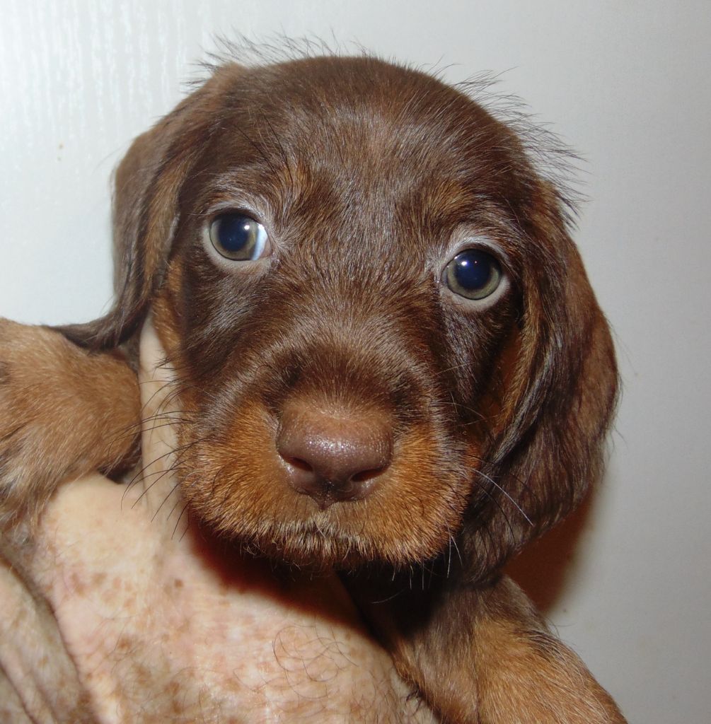 De La Lisque Del Caunil - Chiots disponibles - Teckel poil dur