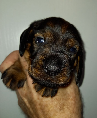 CHIOT