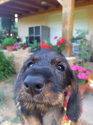CHIOT 3
