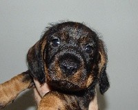 Sissi