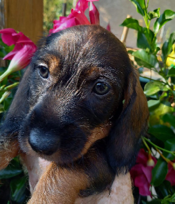 CHIOT