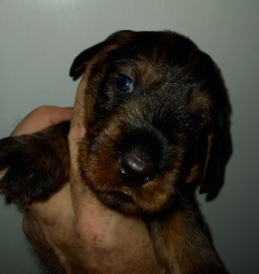 CHIOT