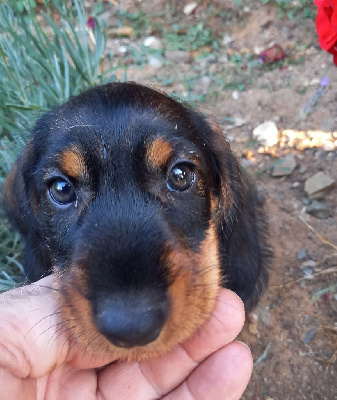 CHIOT 2