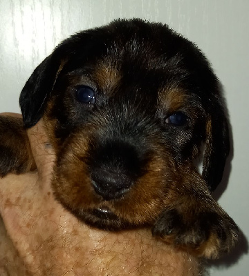 CHIOT