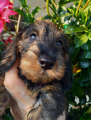 CHIOT
