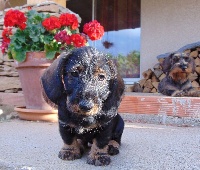 CHIOT