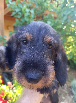 CHIOT 1