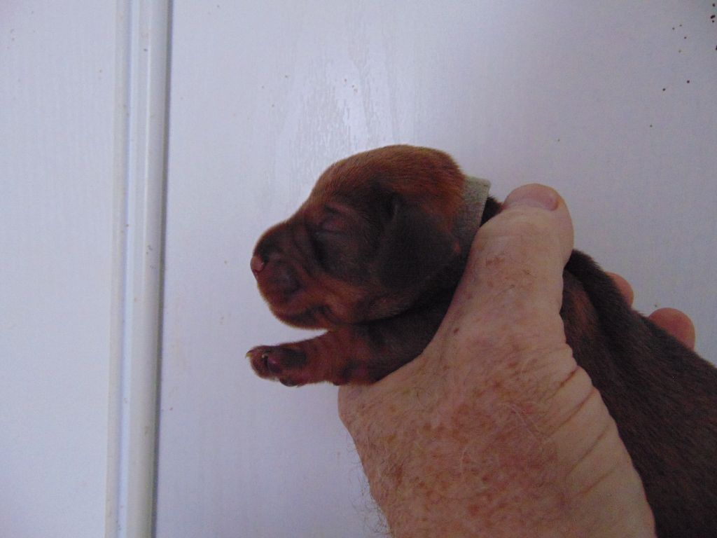 De La Lisque Del Caunil - Chiots disponibles - Teckel poil dur