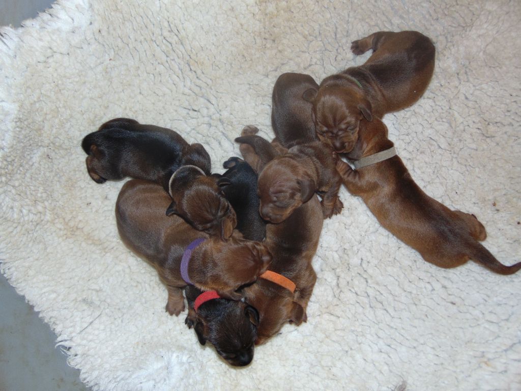 Chiot Teckel poil dur De La Lisque Del Caunil